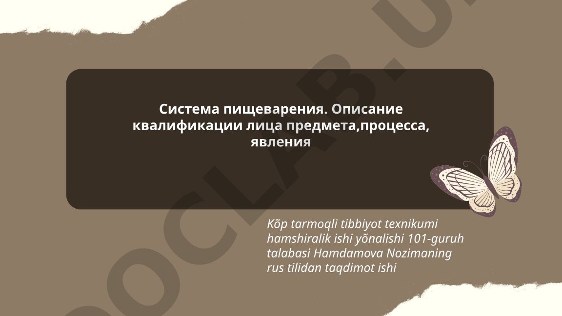 Система пищеварения человека