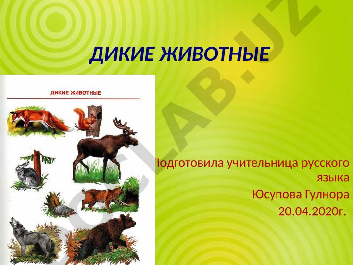 Дикие животные и их места обитания