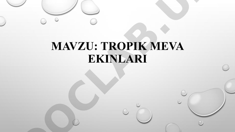 Tropik meva ekinlari mango va kivi haqida