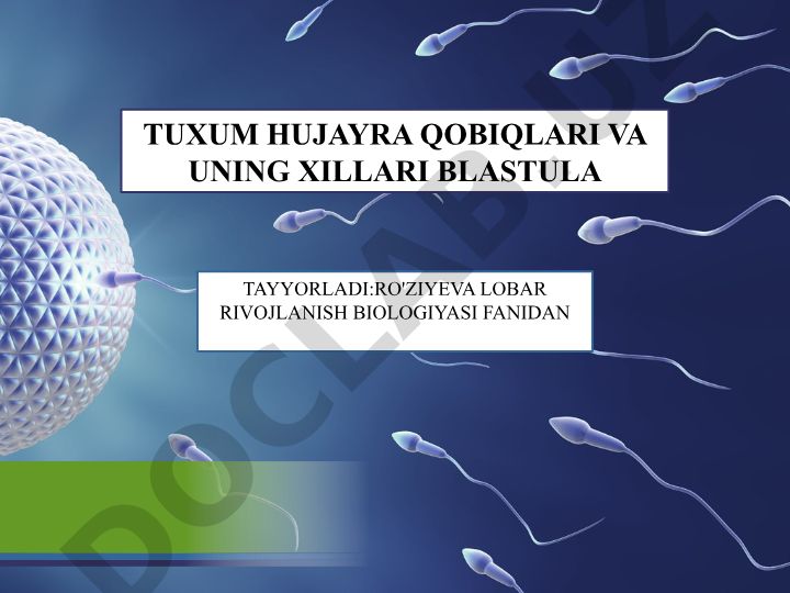 Tuxum hujayra qobiqlari va urug'lanish jarayoni