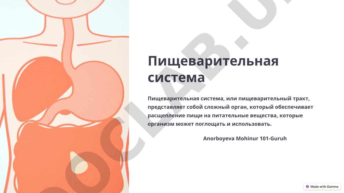 Пищеварительная система человека