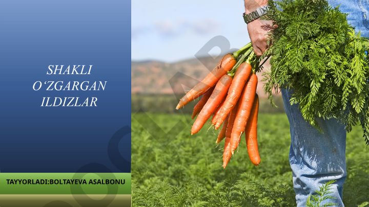 Ildizlarning shakl o'zgarishlari va vazifalari