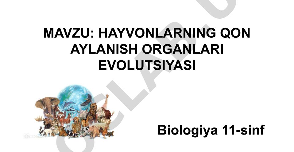 Hayvonlarning qon aylanish organlari evolyutsiyasi