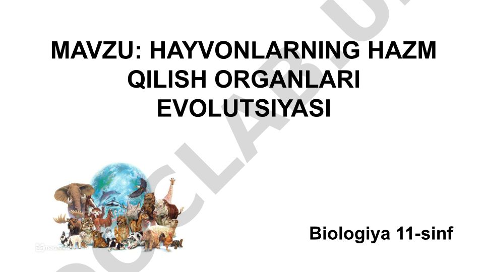 Hayvonlarning hazm qilish organlari evolyutsiyasi