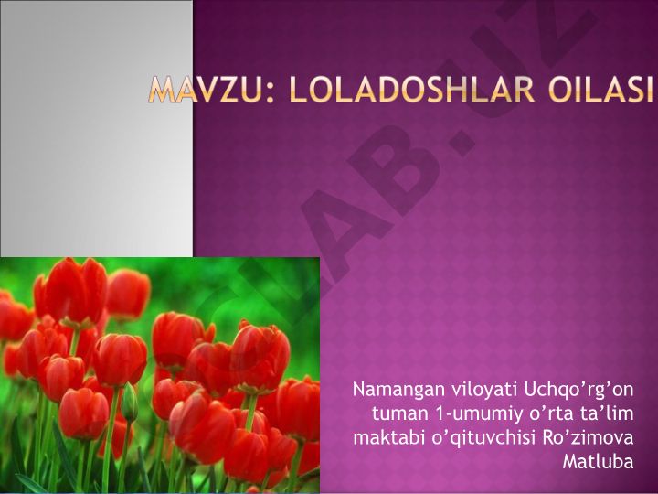 Loladoshlar oilasi va Qizil lola haqida ma'lumot