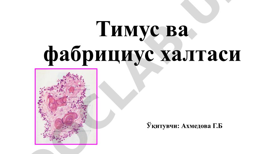 Тимус и фабрициева сумка в иммунной системе