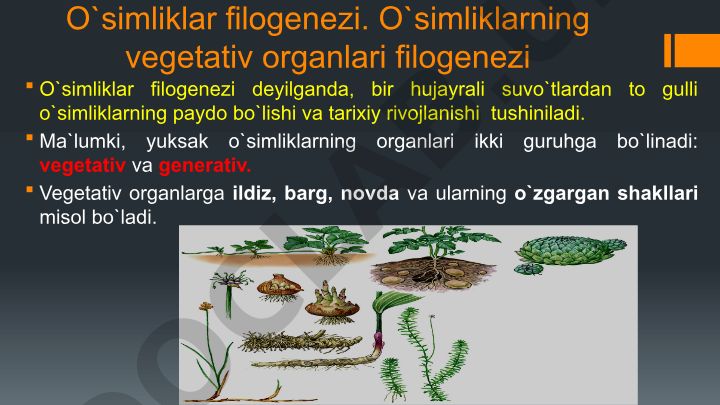O'simliklar filogenezi va vegetativ organlarning rivojlanishi