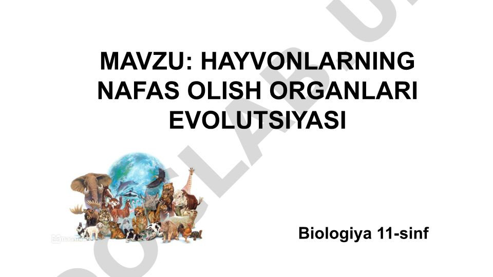 Hayvonlarning nafas olish organlari evolyutsiyasi