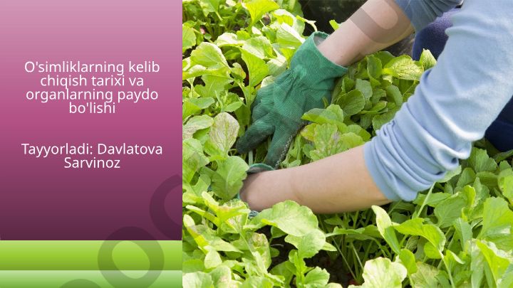 O'simliklarning kelib chiqish tarixi va organlarning paydo bo'lishi