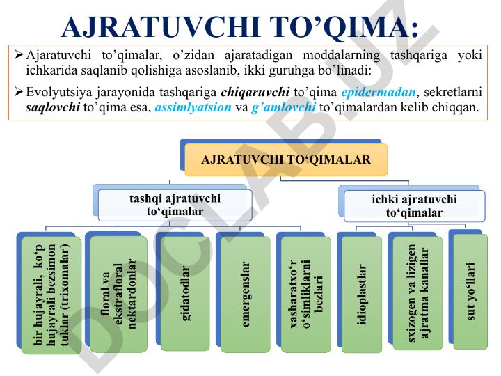 O'simlik ajratuvchi to'qimalar va tolalar