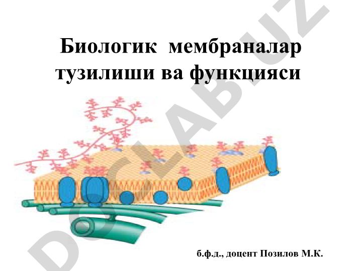 Биологик мембраналар тузилиши ва функцияси