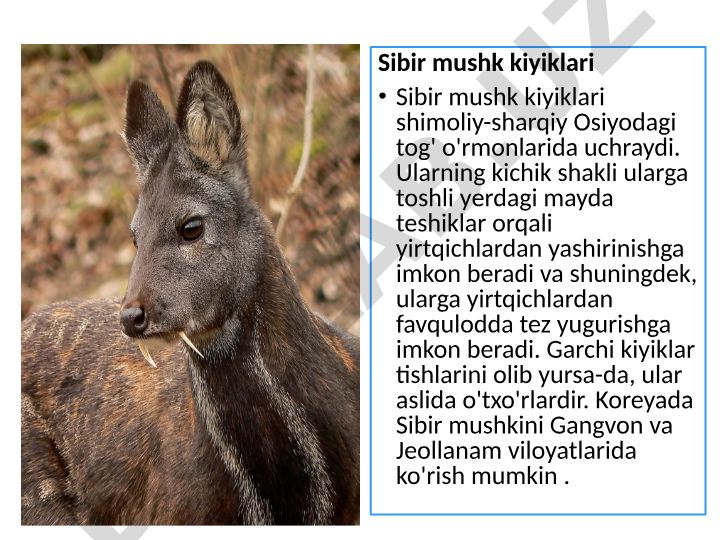 Sibir mushk kiyiklari va mandarin o'rdaklarining xususiyatlari