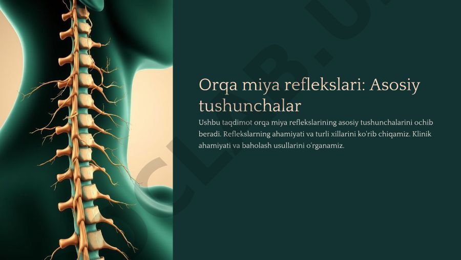 Orqa miya reflekslari: asosiy tushunchalar va klinik ahamiyati