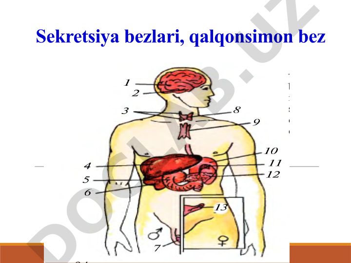 Sekretsiya bezlari va qalqonsimon bezning tuzilishi va funksiyasi