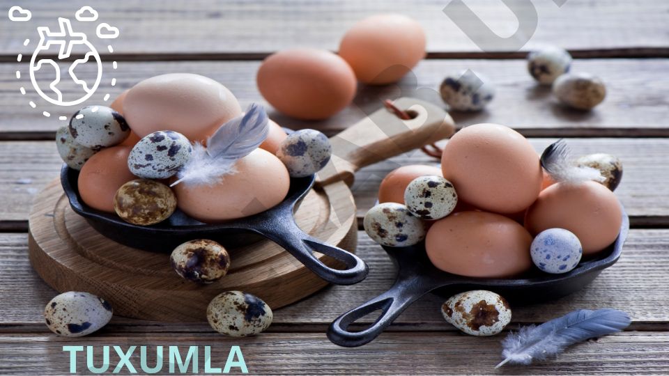 Tuxum xillari va ularning xususiyatlari