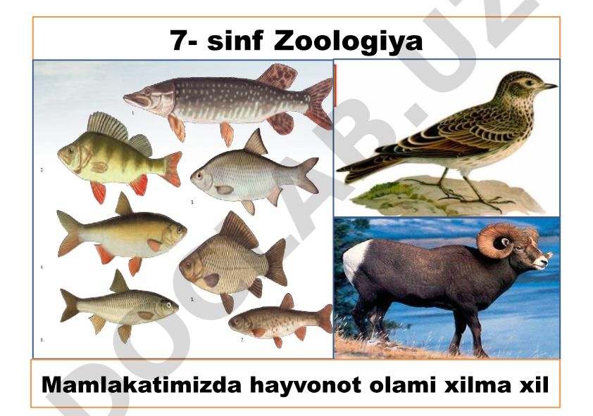 Zoologiya fani va uning vazifalari