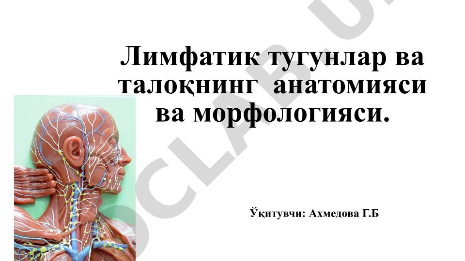Лимфатик тугунлар ва талоқнинг анатомияси ва морфологияси