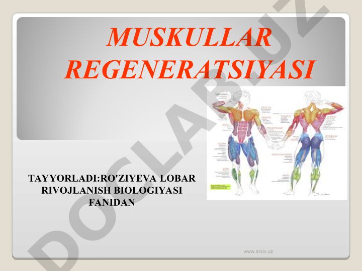 Muskul tuzilishlari va regeneratsiyasi