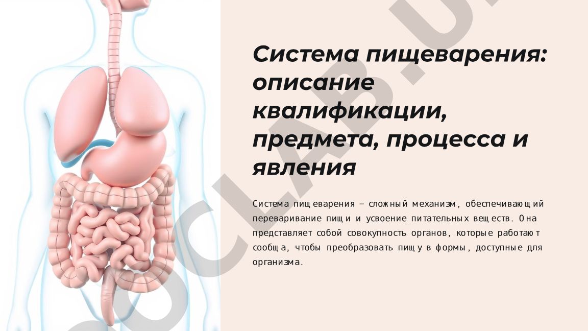 Система пищеварения: функции, строение и процесс
