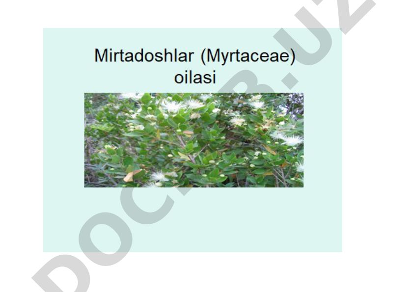 Mirtadoshlar oilasi tavsifi va asosiy turlari