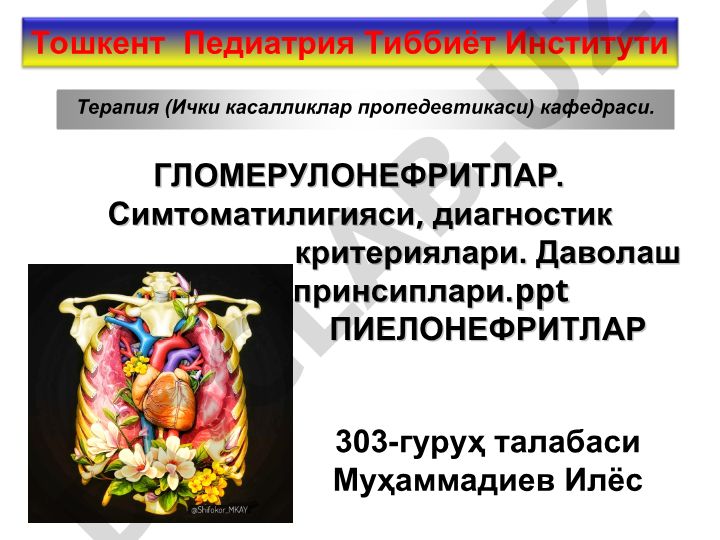 Гломерулонефриты и пиелонефриты: симптоматика, диагностика и принципы лечения