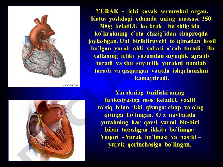 Yurakning tuzilishi va funktsiyalari