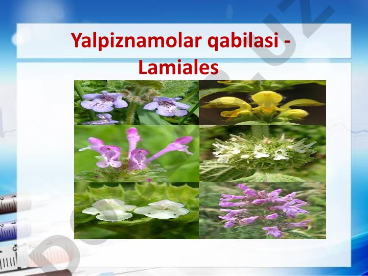 Yalpizdoshlar (Lamiaceae) oilasi va uning O'zbekistonda tarqalishi