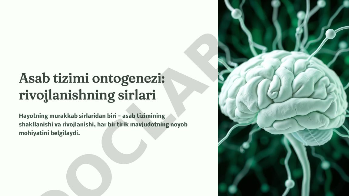 Asab tizimi ontogenezi: rivojlanishning sirlari