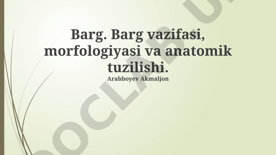 Barg vazifasi, morfologiyasi va anatomik tuzilishi