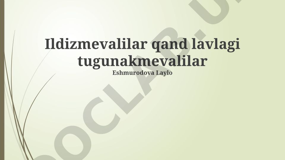 Ildizmevalilar va lavlagi haqida ma'lumot