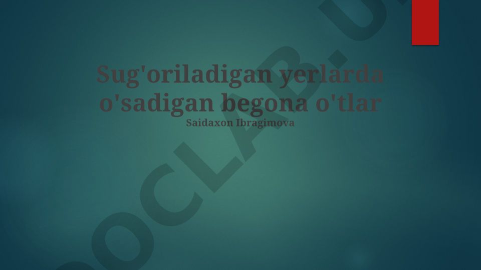 Sug'oriladigan yerlarda o'sadigan begona o'tlar