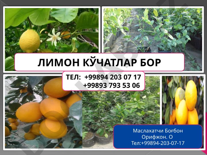 Лимон кўчатлари ва боғбон маслахатлари