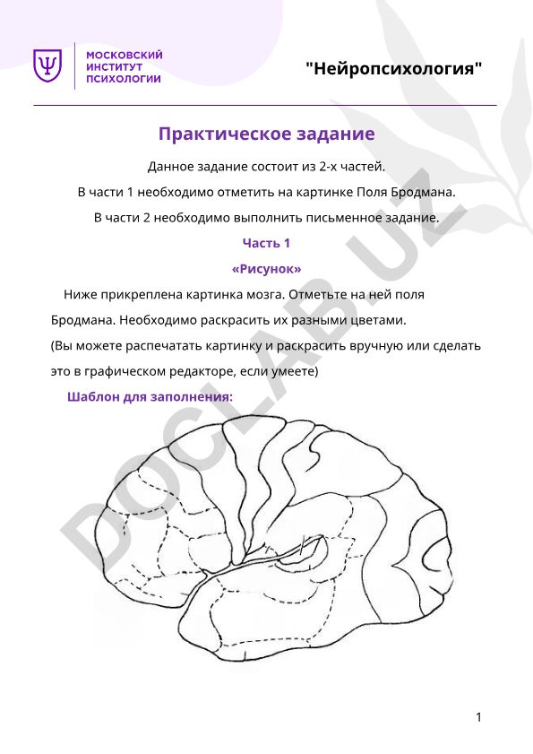 Нейропсихология: Практическое задание по полям Бродмана