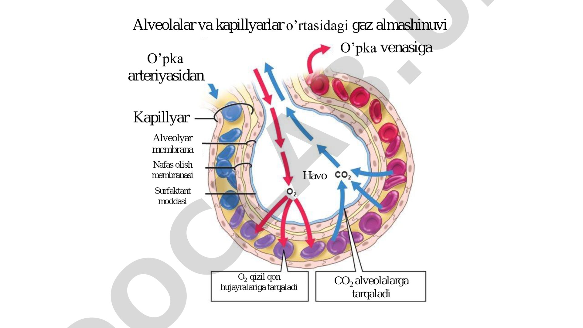 Alveolalar va kapillyarlar o'rtasidagi gaz almashinuvi