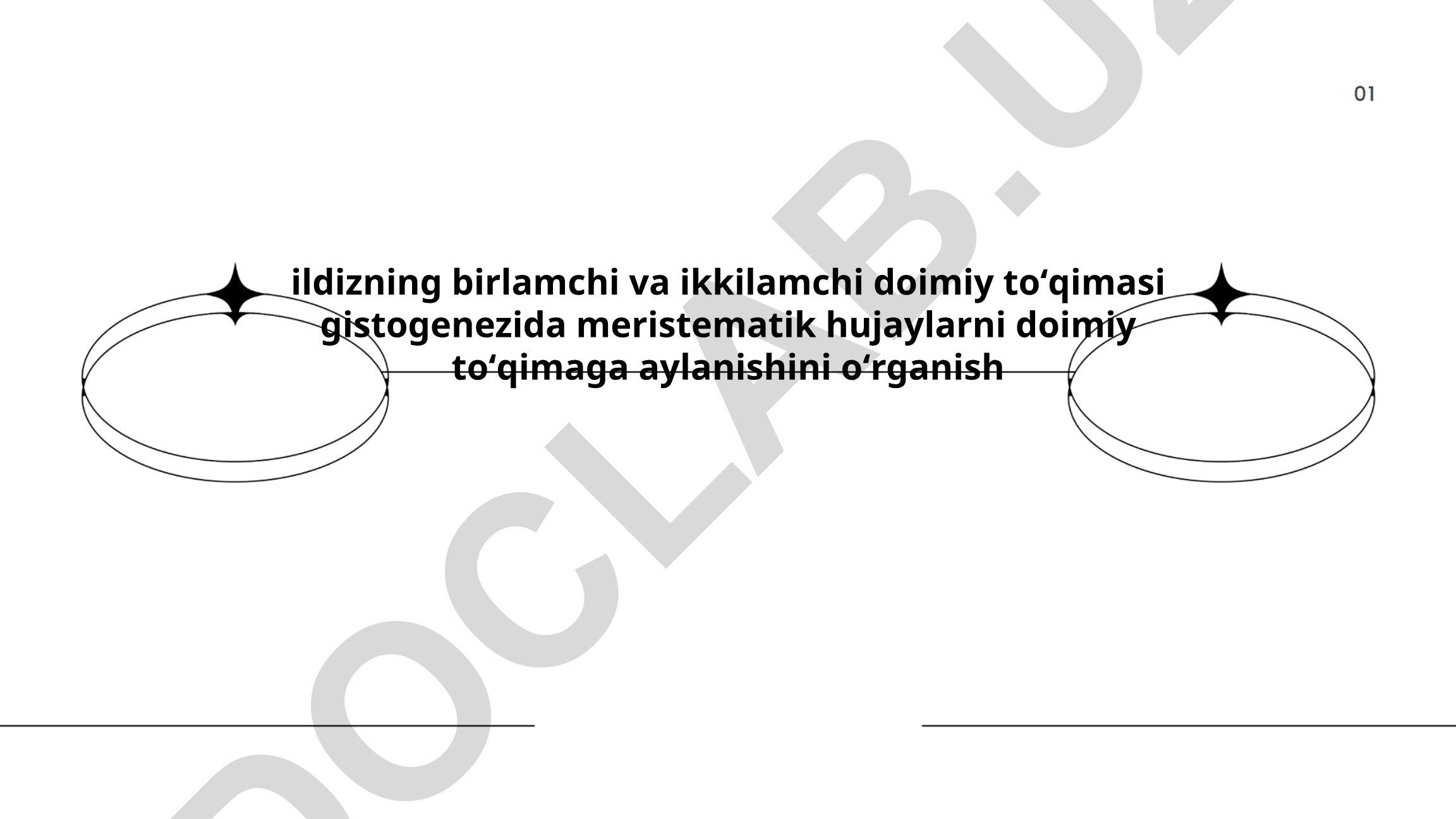 Ildizning birlamchi va ikkilamchi doimiy toʻqimasi gistogenezida meristematik hujayralarni oʻrganish