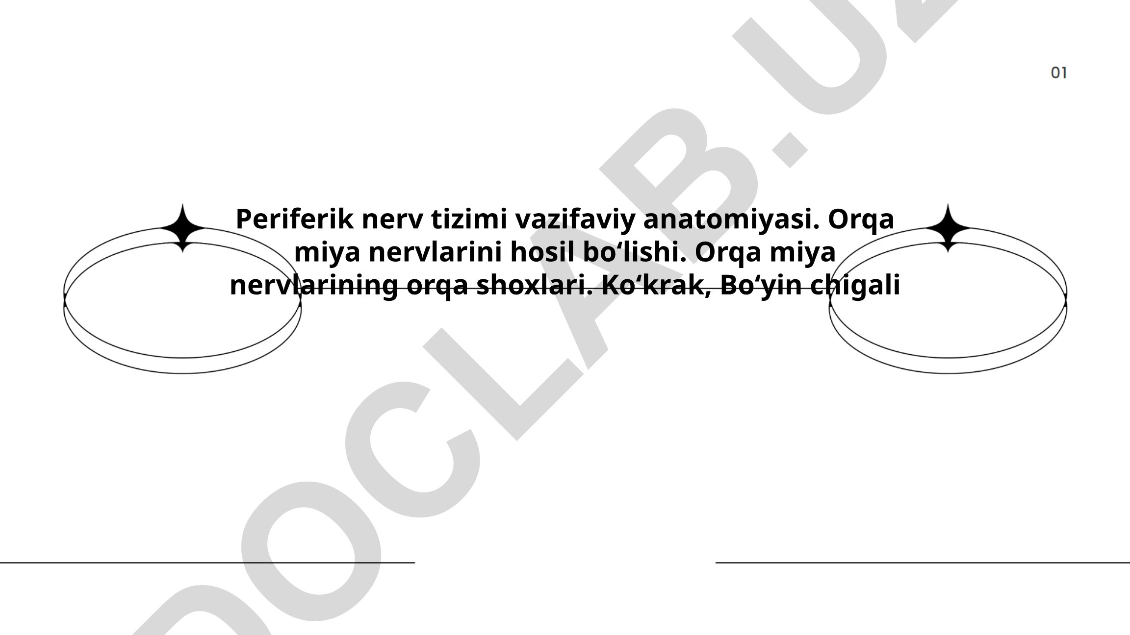 Periferik nerv tizimi vazifaviy anatomiyasi va orqa miya nervlarining tuzilishi
