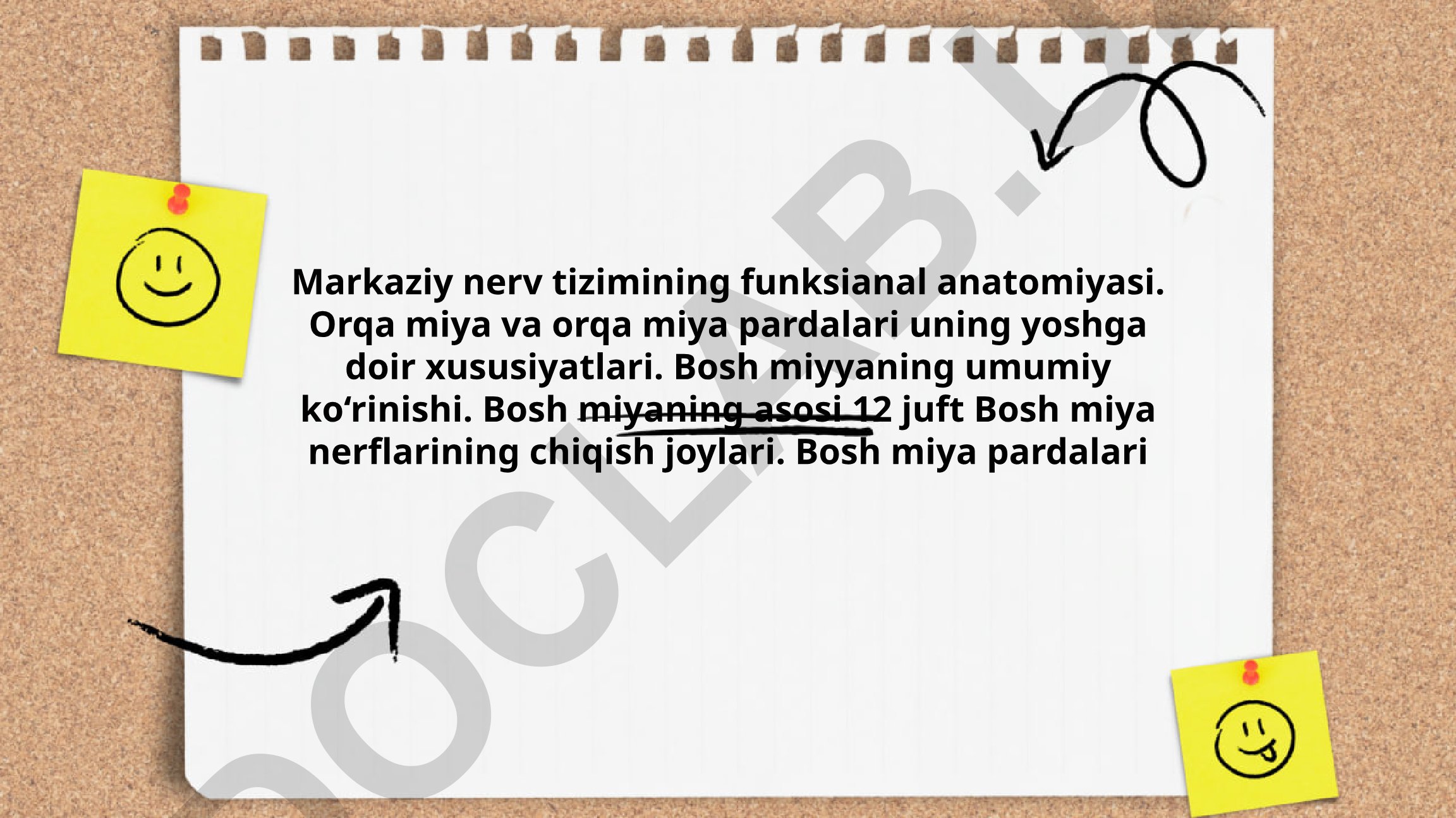 Markaziy nerv tizimining funksional anatomiyasi