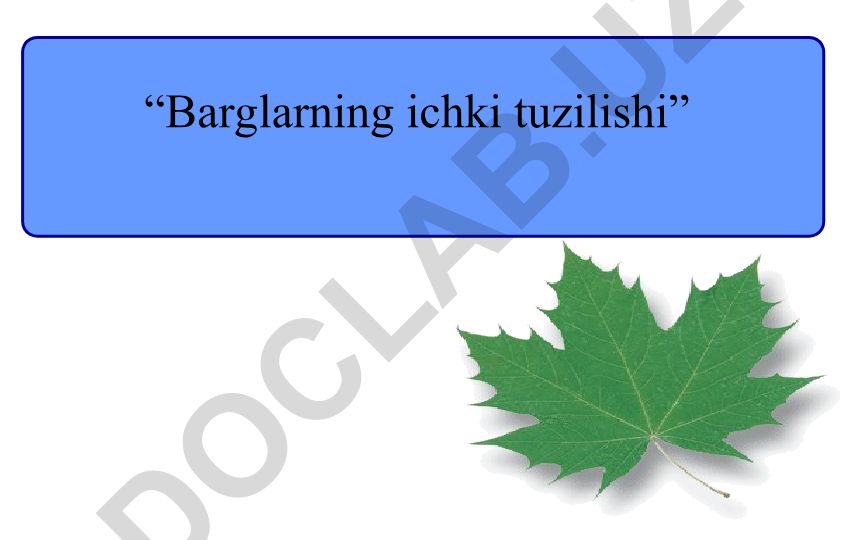 Barglarning ichki tuzilishi va uning tarkibiy qismlari