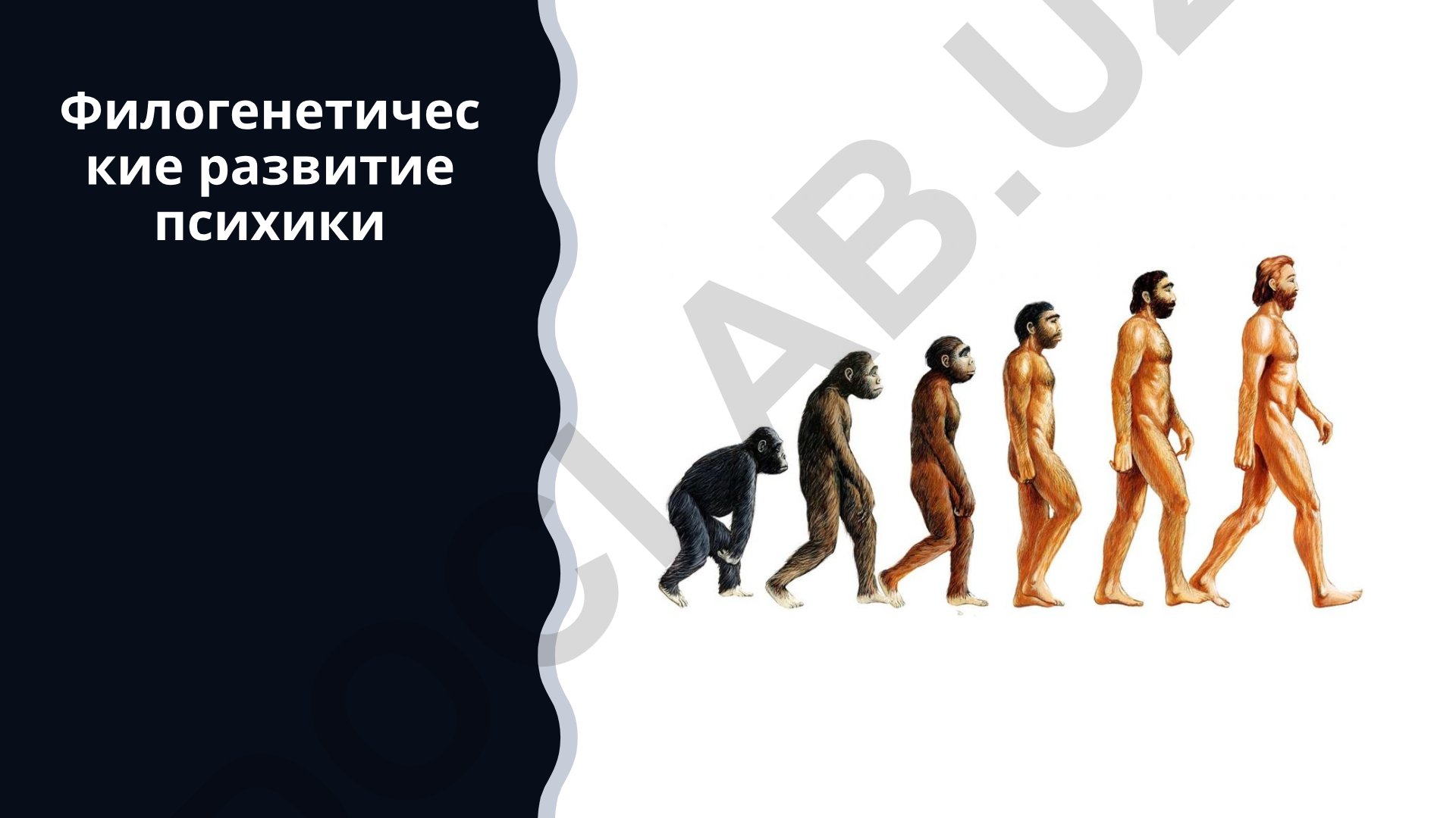 Филогенетическое развитие психики