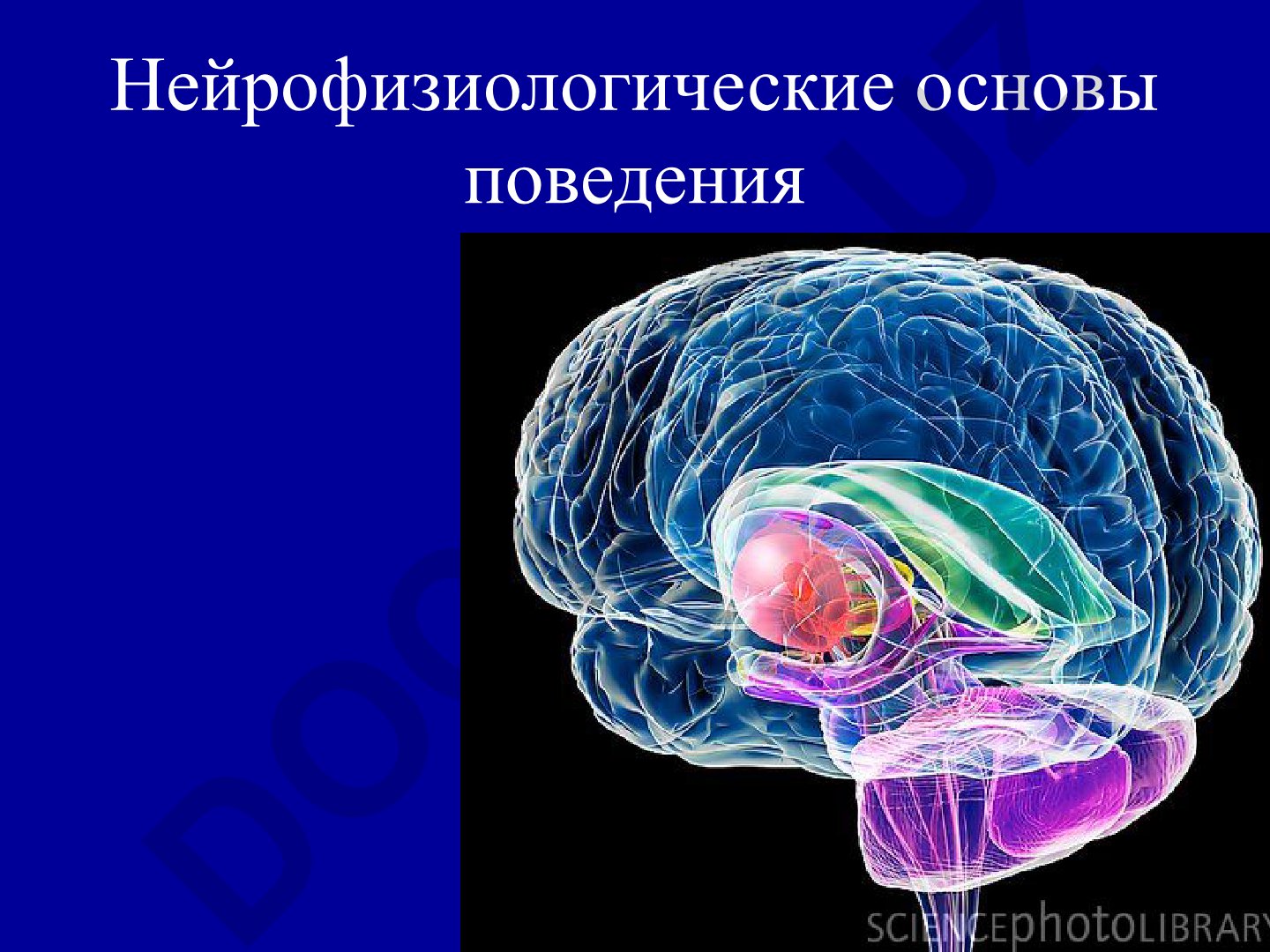 Нейрофизиологические основы поведения и отделы мозга
