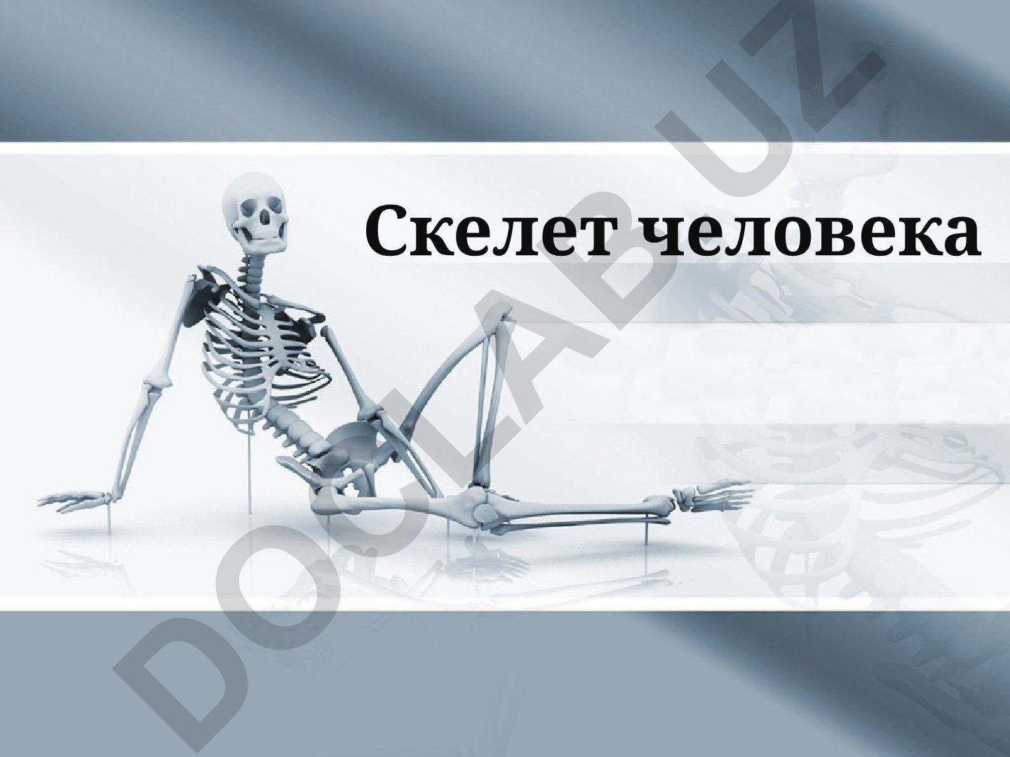 Скелет человека: строение, функции и типы соединений костей