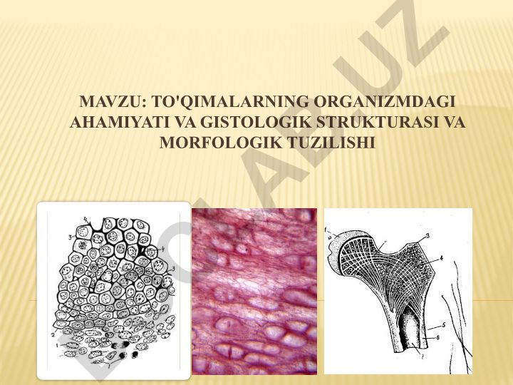 To'qimalarning organizmdagi ahamiyati va gistologik strukturasi va morfologik tuzilishi