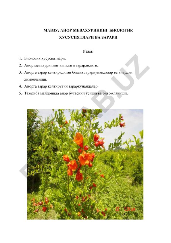 Анор мевахурининг биологик хусусияти ва зарари