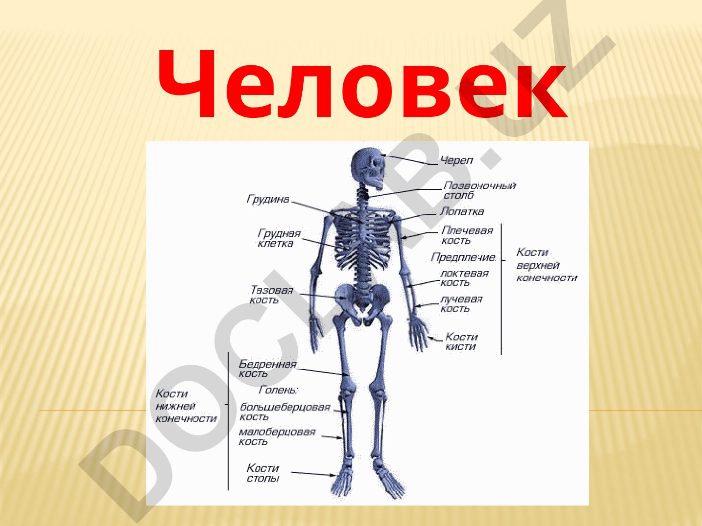 Скелет человека: строение, функции и отделы