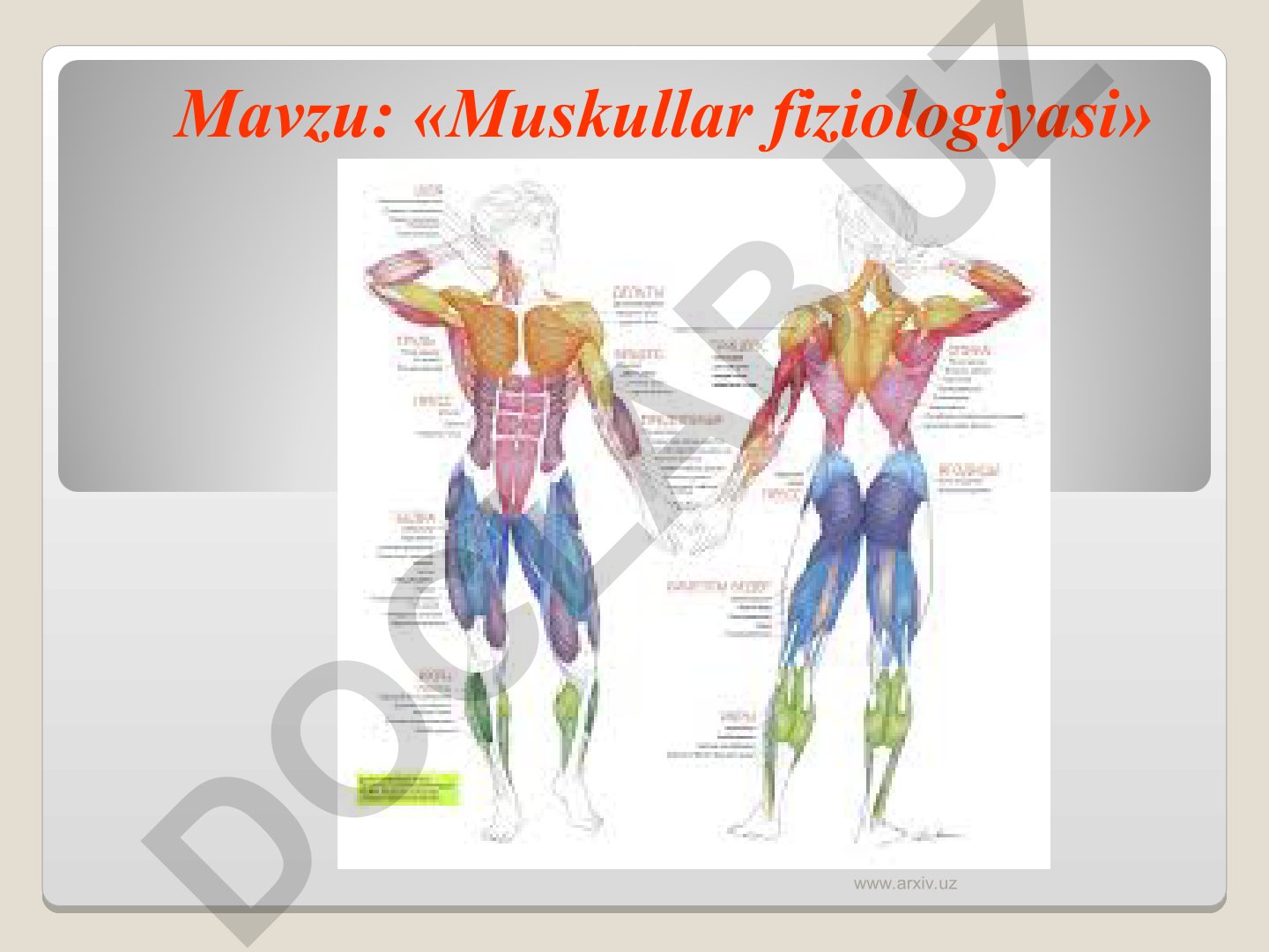 Muskullar fiziologiyasi