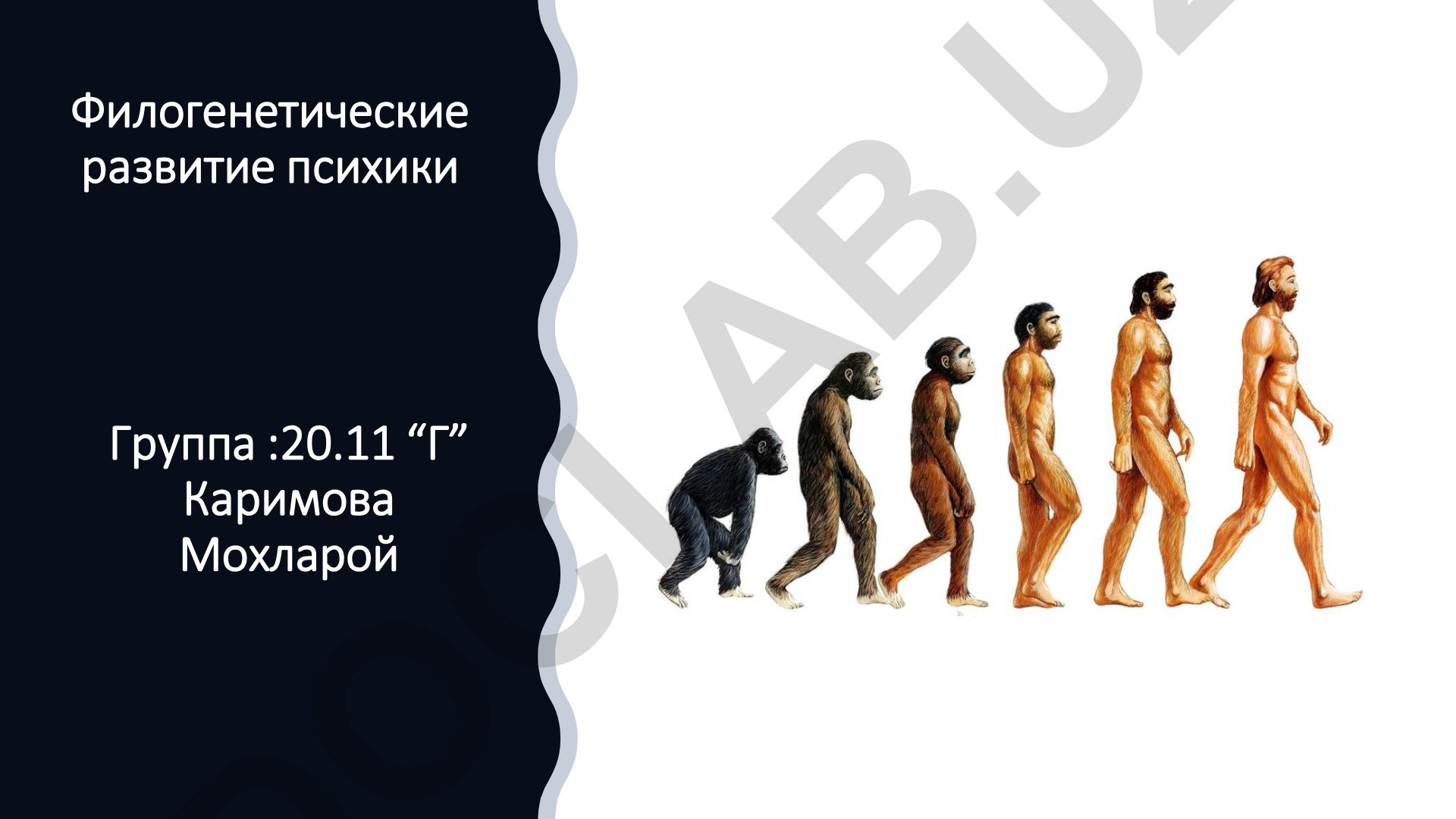 Филогенетические развитие психики