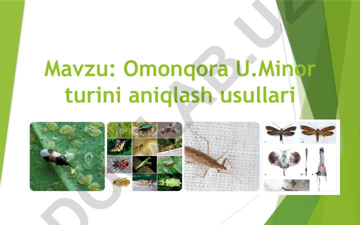 Omonqora U.Minor turini aniqlash usullari