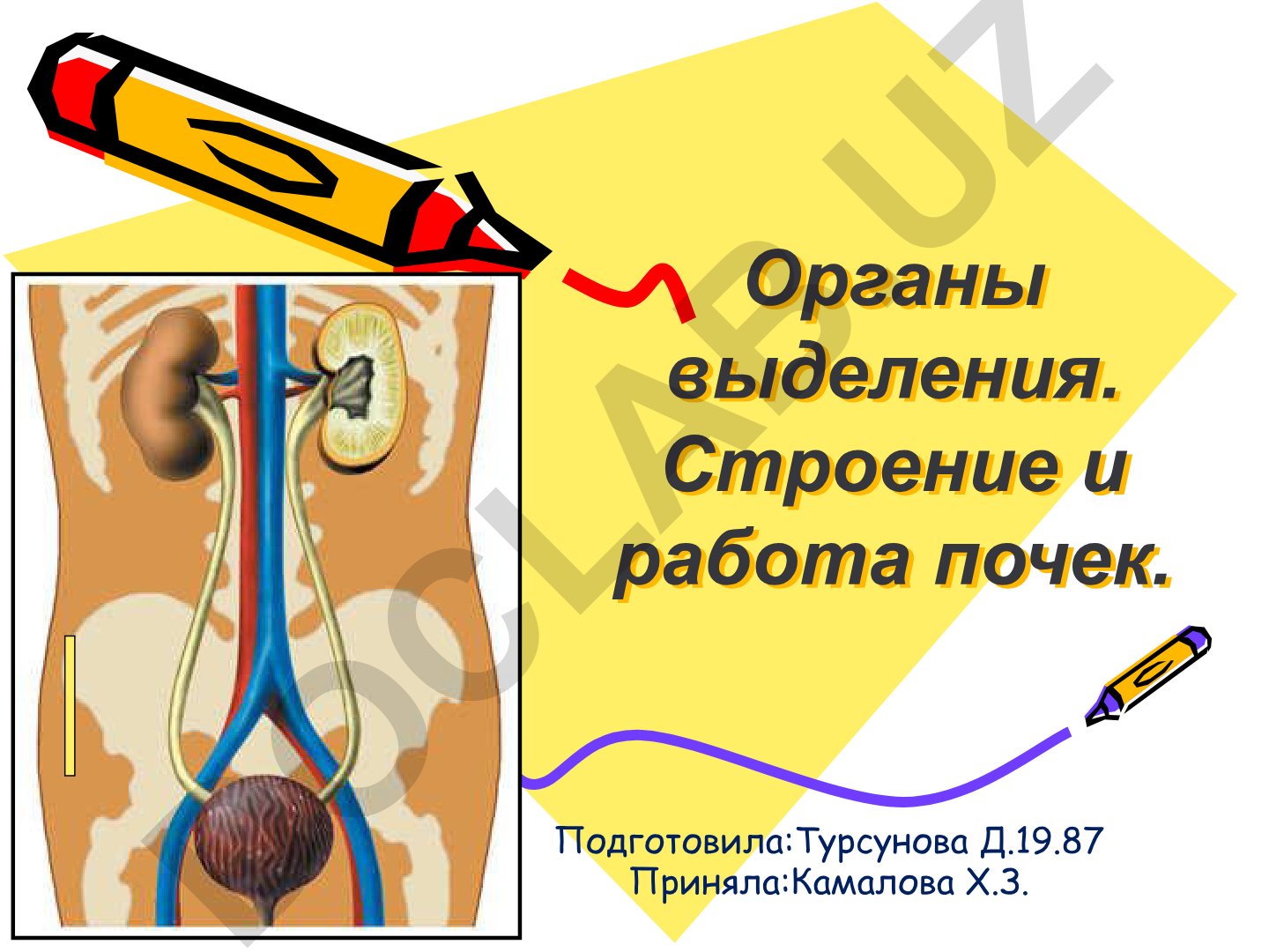Органы выделения. Строение и работа почек