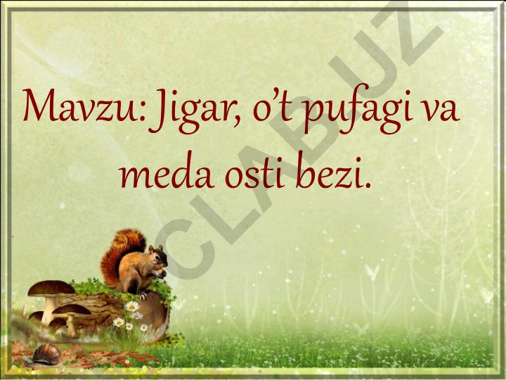 Jigar, o’t pufagi va meda osti bezi