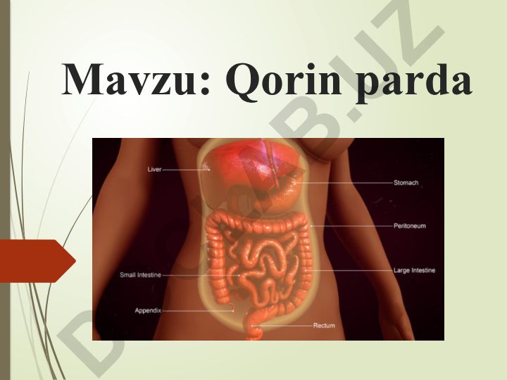 Qorin pardaning anatomik tuzilishi, fiziologik vazifalari va klinik ahamiyati